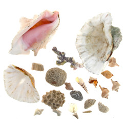 Lot de coquillages et divers