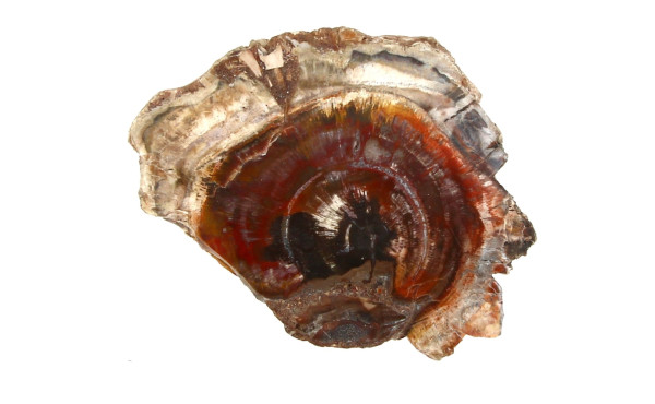 BOIS FOSSILE - Tranche de bois fossilisé