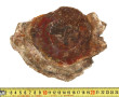 BOIS FOSSILE - Tranche de bois fossilisé