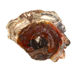 BOIS FOSSILE - Tranche de bois fossilisé
