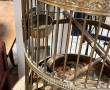Importante cage à oiseaux ancienne de fo
