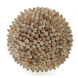 CURIOSITE- Importante boule tapissée de 