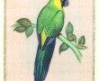"Perroquet branché", soie peinte 32,5 x 