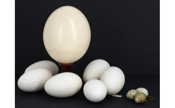 Oeuf d'autruche reposant sur un socle en