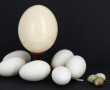 Oeuf d'autruche reposant sur un socle en