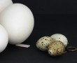 Oeuf d'autruche reposant sur un socle en