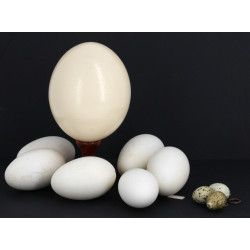 Oeuf d'autruche reposant sur un socle en